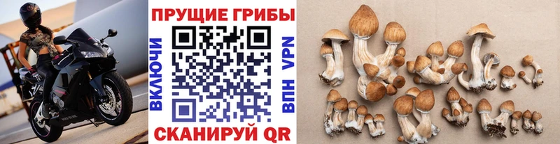 Галлюциногенные грибы GOLDEN TEACHER  хочу наркоту  Черногорск 